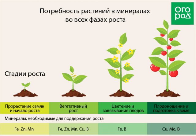 Нехватка микроэлементов у растений по листьям фото